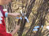 159-5975_IMG.JPG (101712 bytes)